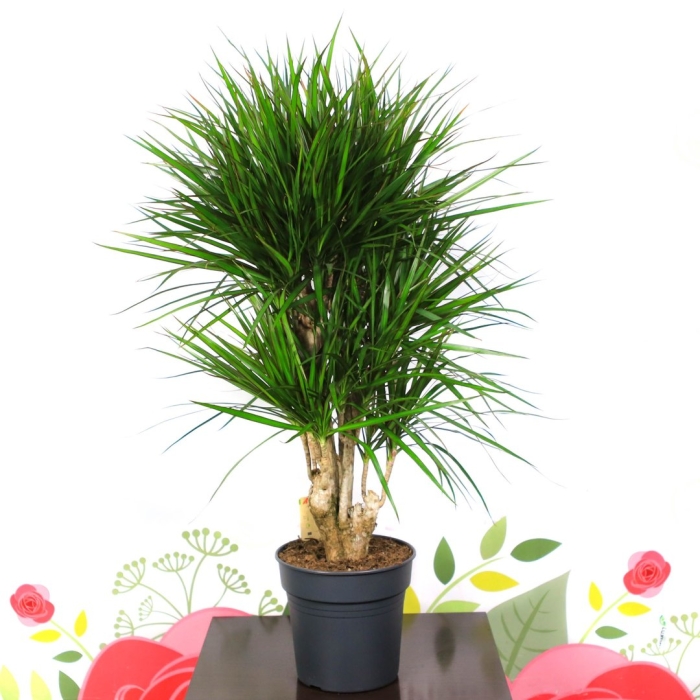 Драцена маргината бранч