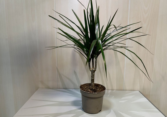 Драцена торнадо