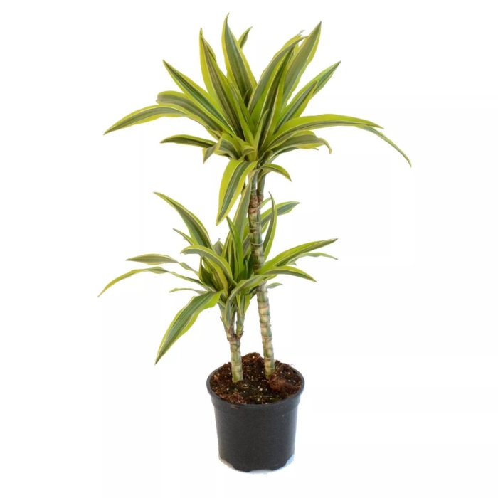 Драцена лемон лайм