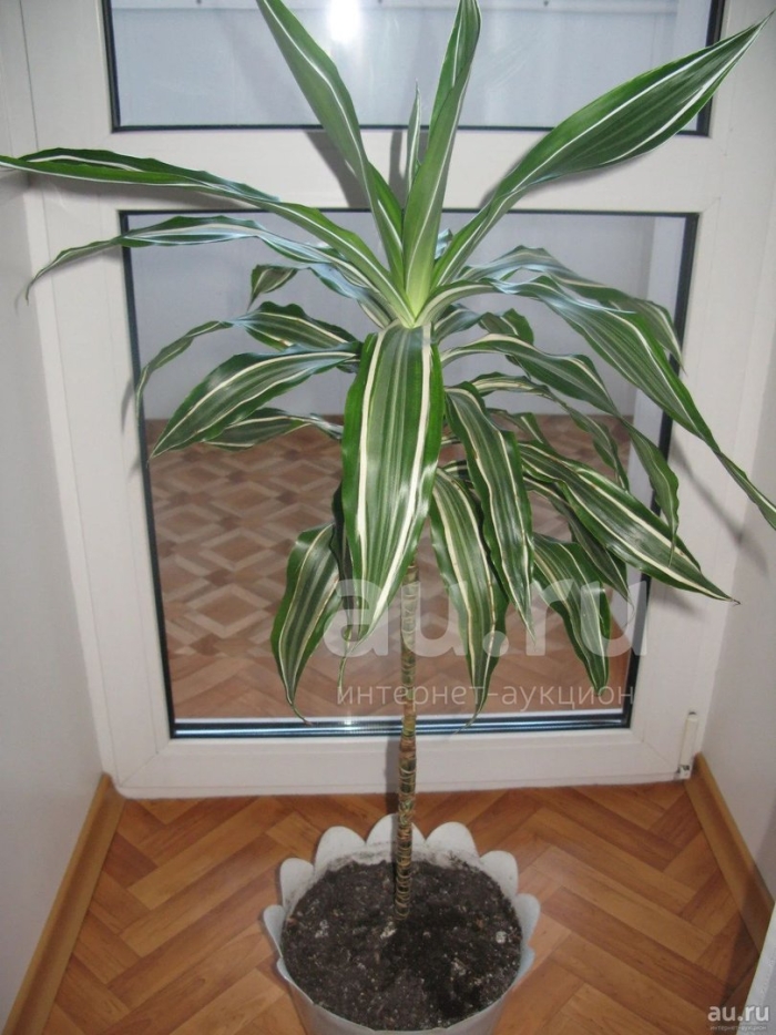 Драцена комнатная