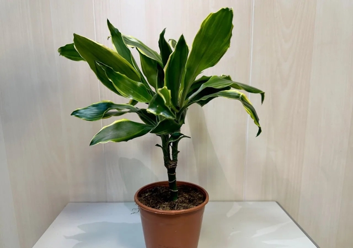 Драцена лимон