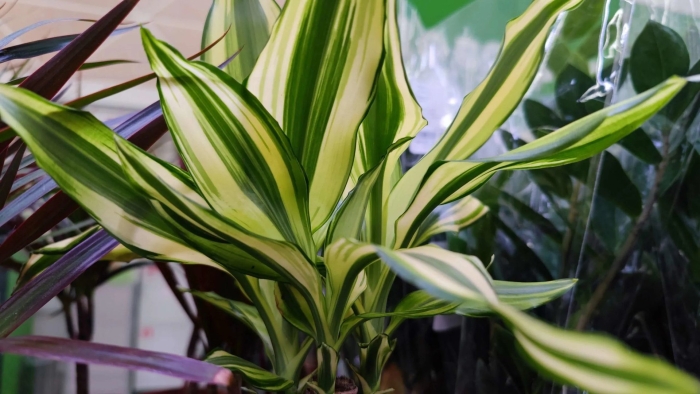 Драцена деремская dracaena deremensis