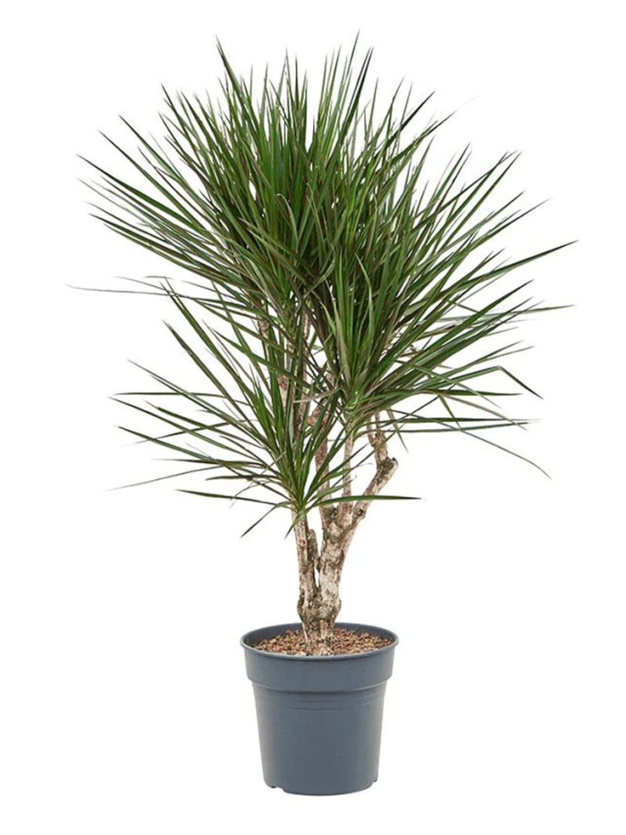 Комнатные цветы драцена