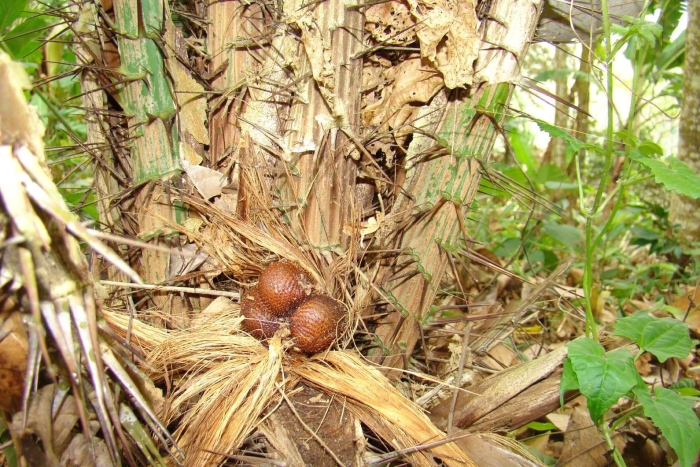 Пальма салак