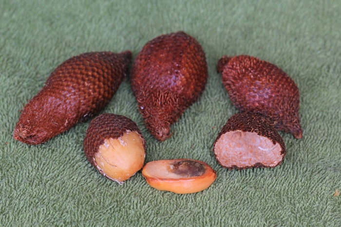 Змеиный фрукт салак