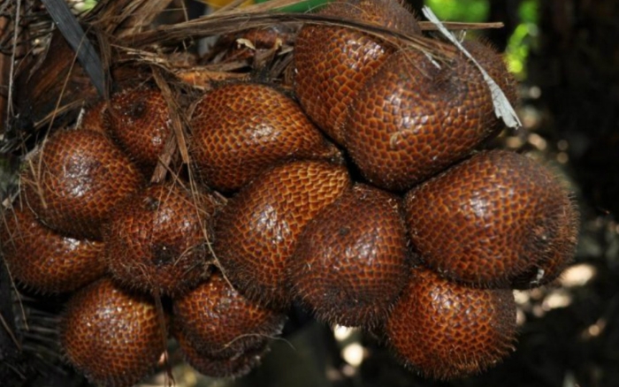 Змеиный фрукт салак