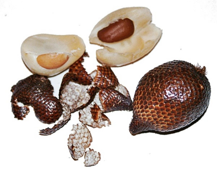 Пальма салак змеиный фрукт