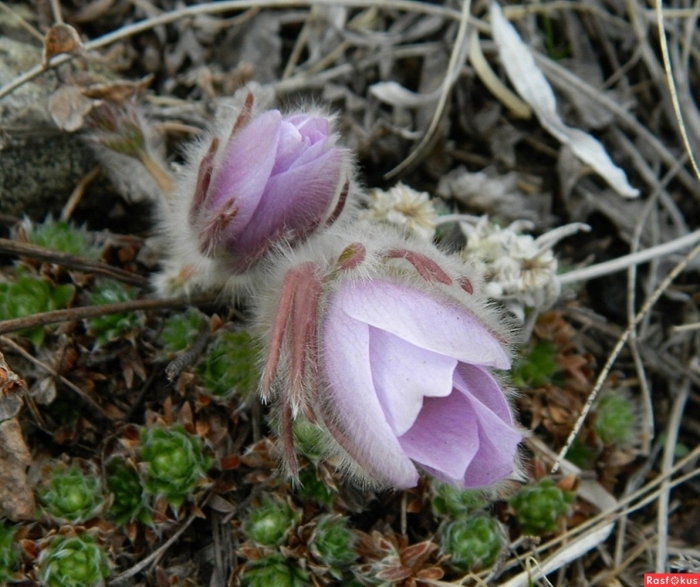 Ургуйки сон трава