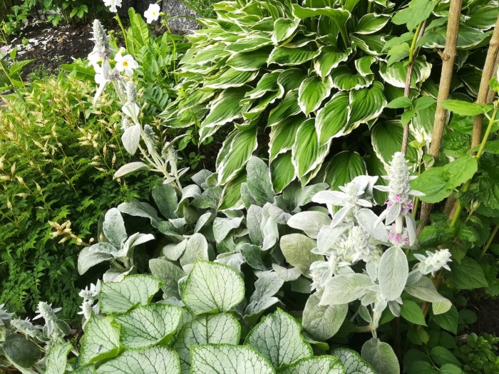 Чистец медвежье ушко