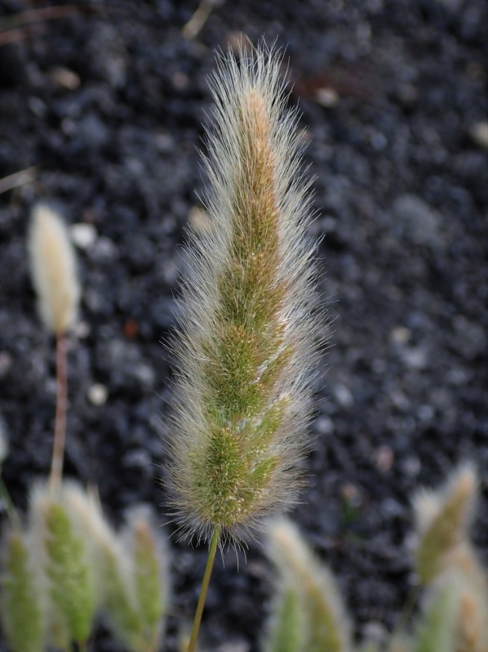 Polypogon monspeliensis