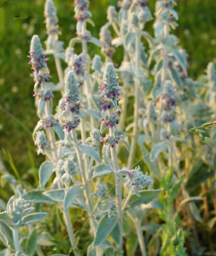 Стахис шерстистый