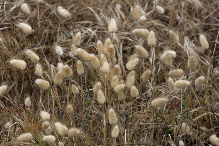 Зайцехвост яйцевидный