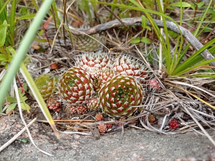 Горноколосник колючий байкальский