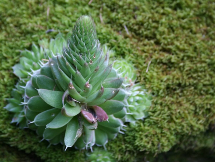 Молодило заячья капуста