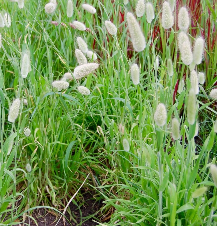 Зайцехвост лагурус