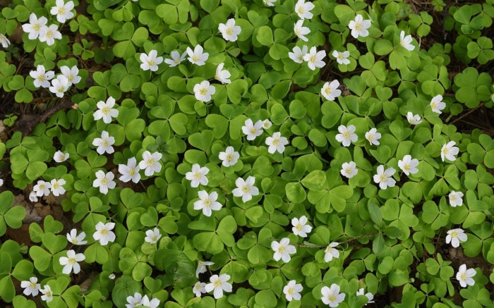 Кислица обыкновенная