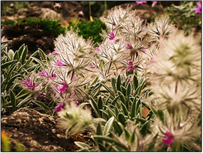 Чистец лавандолистный