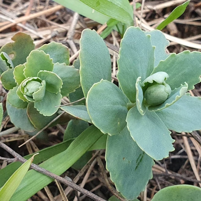 Седум заячья капуста