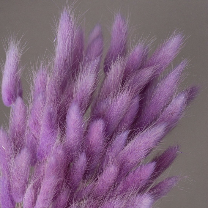 Лагурус сухоцвет фиолетовый