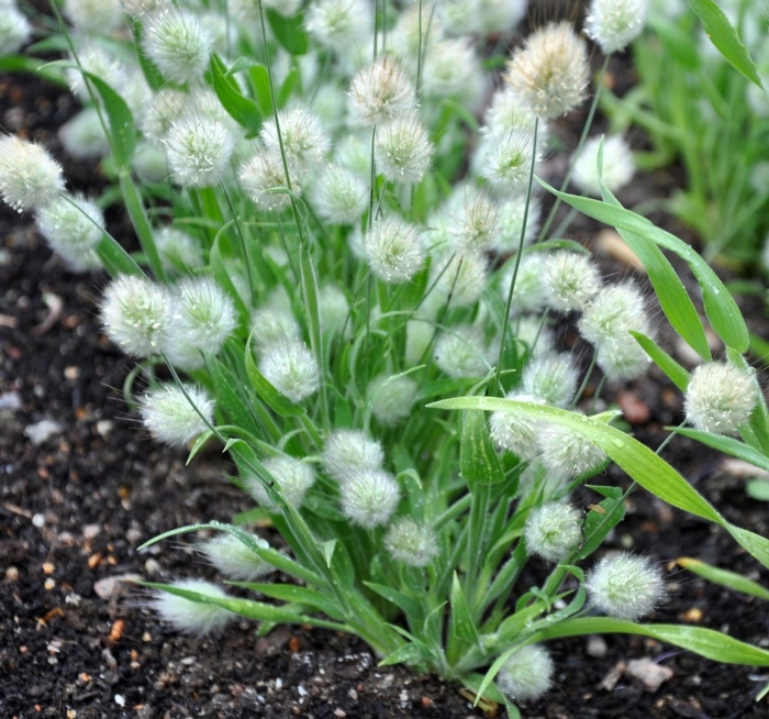 Зайцехвост яйцевидный