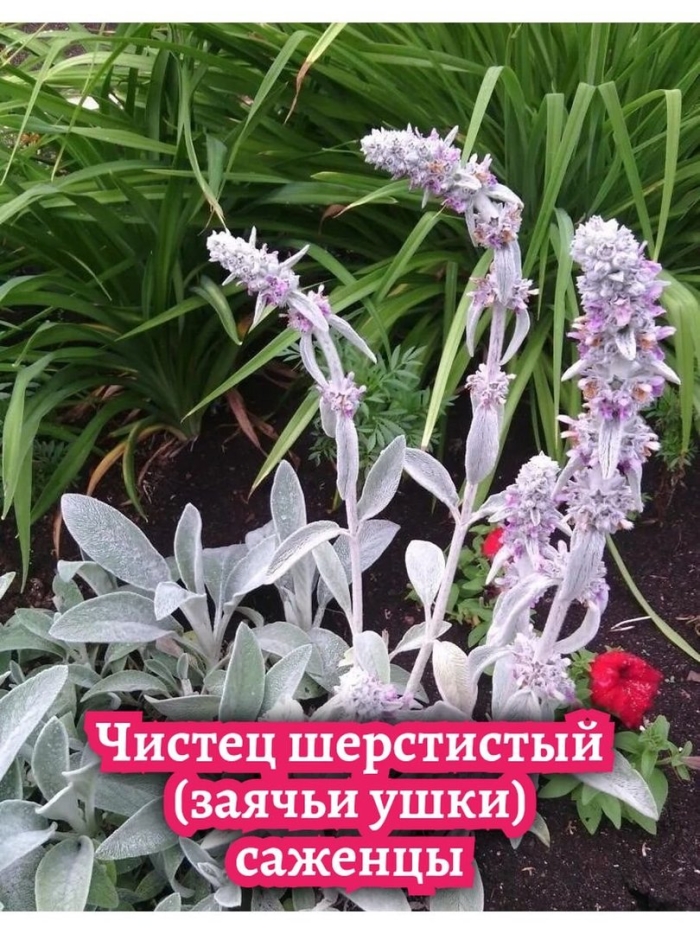 Чистец византийский стахис