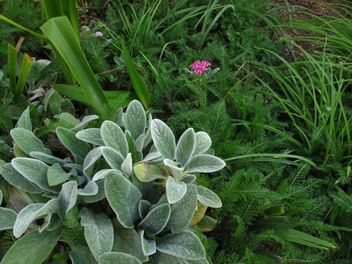 Чистец стахис