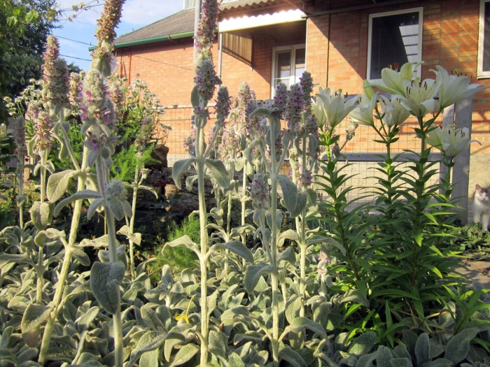 Растение заячьи ушки