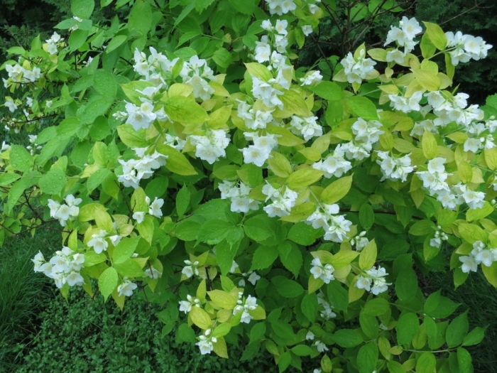 Чубушник венечный ауреа