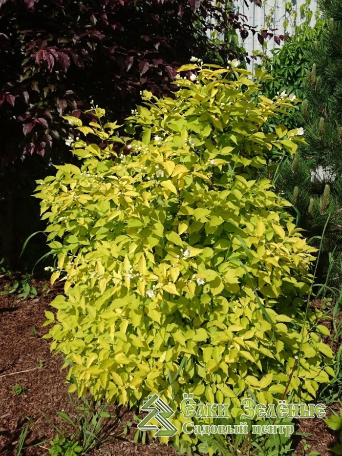 Чубушник венечный