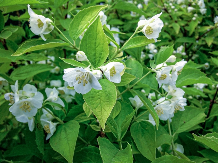 Чубушник садовый жасмин