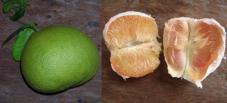 Переспелый помело