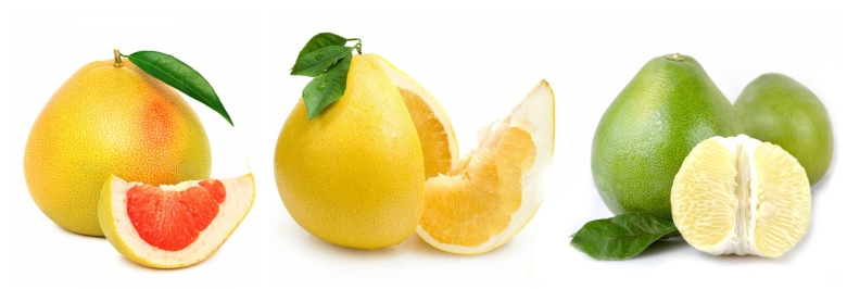 Памела цитрус