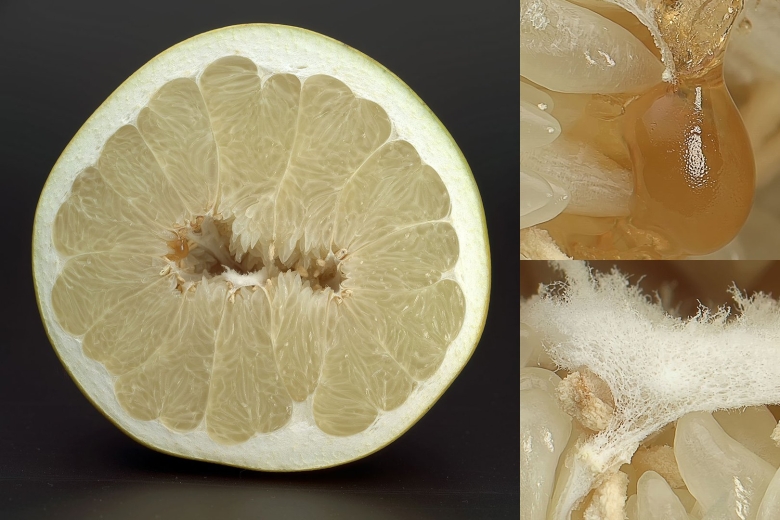 Переспелый помело