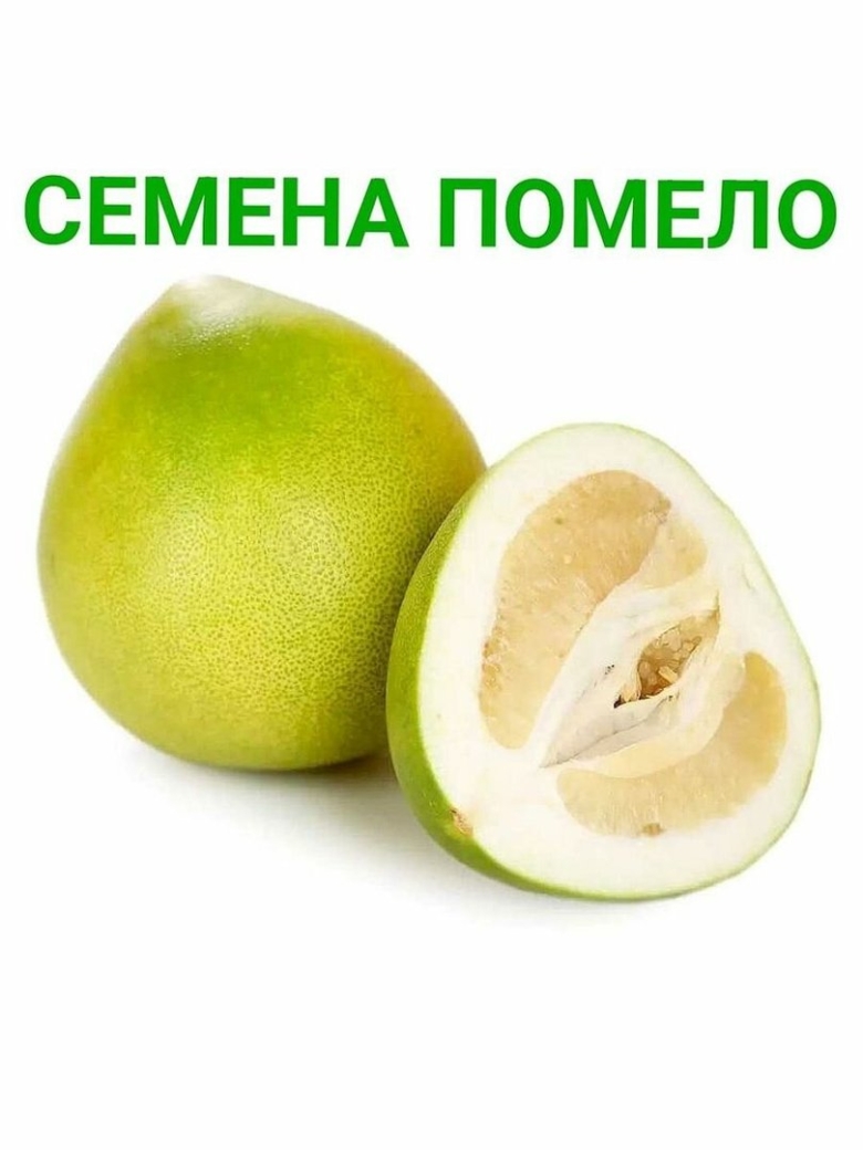 Памела цитрус