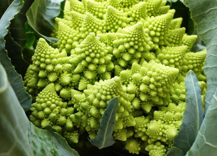 Романеско капуста