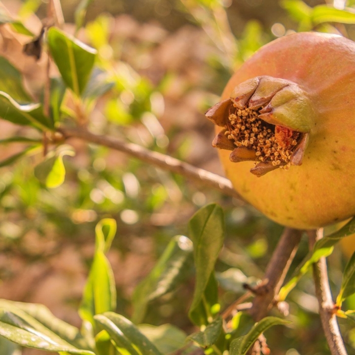 Желтый гранат узбекистан