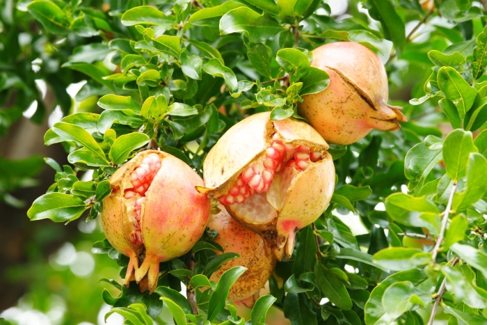 Сорта граната