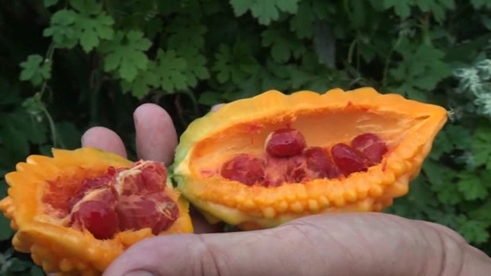 Момордика индийский гранат