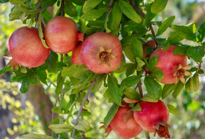 Сорт граната гюлоша