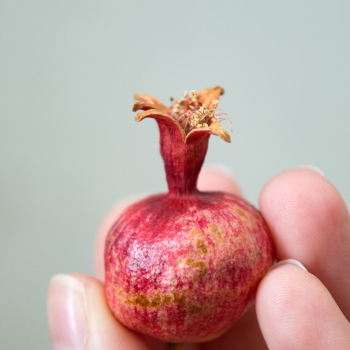 Карликовый гранат punica granatum