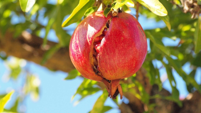 Гранат крымский полосатый