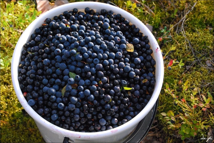 Черника в ведре