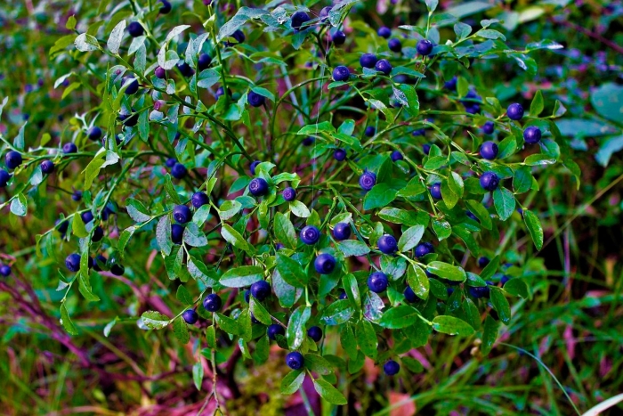 Черника обыкновенная куст