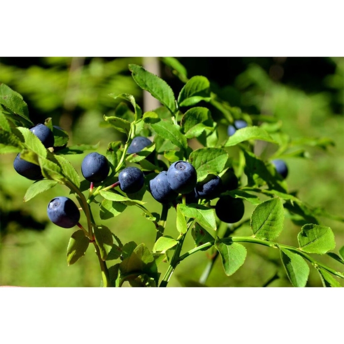 Черника обыкновенная