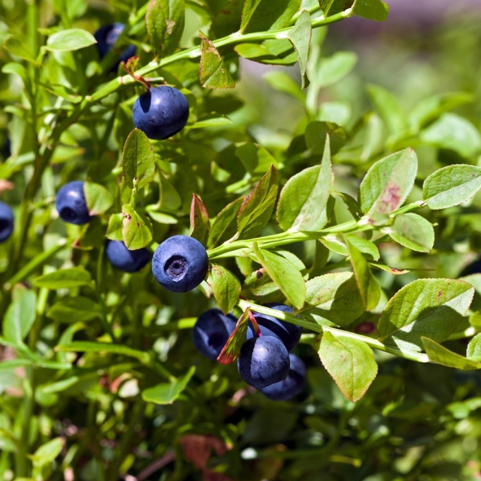 Куст черники