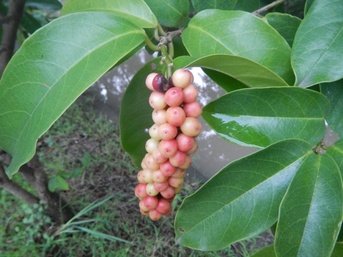 Barringtonia racemosa