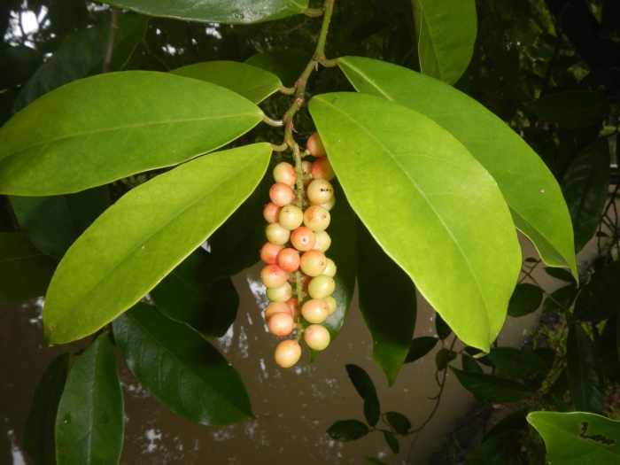 Citharexylum caudatum