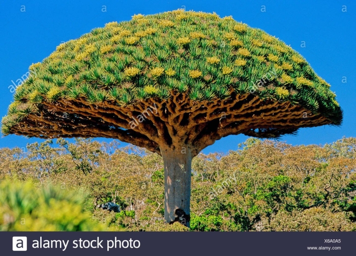 Драконово дерево сокотры