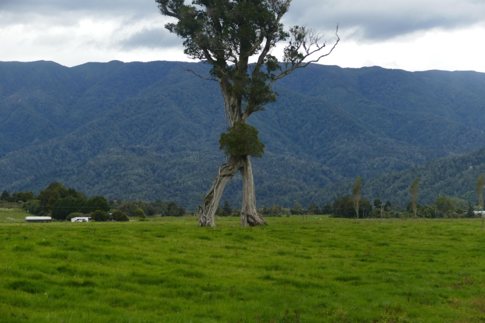 Дерево гаргад