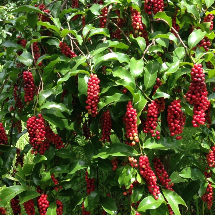 Schisandra chinensis